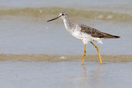 Greater Yellowlegs Photo @ Kiwifoto.com