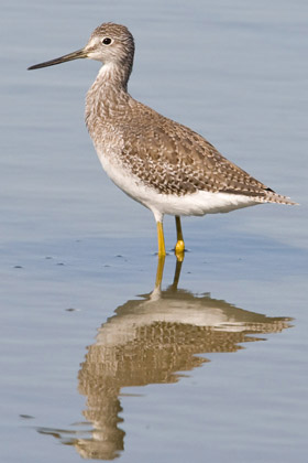 Greater Yellowlegs Picture @ Kiwifoto.com