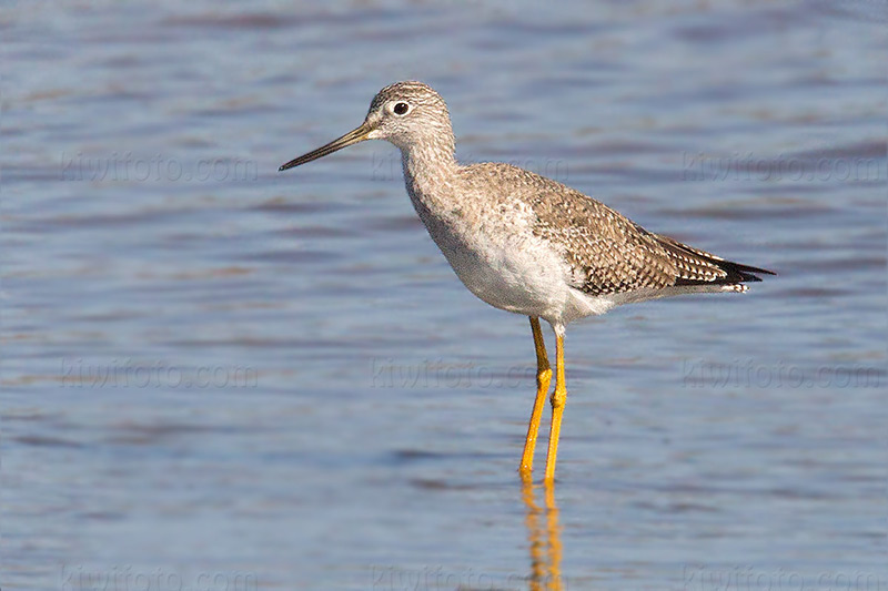 Greater Yellowlegs Image @ Kiwifoto.com