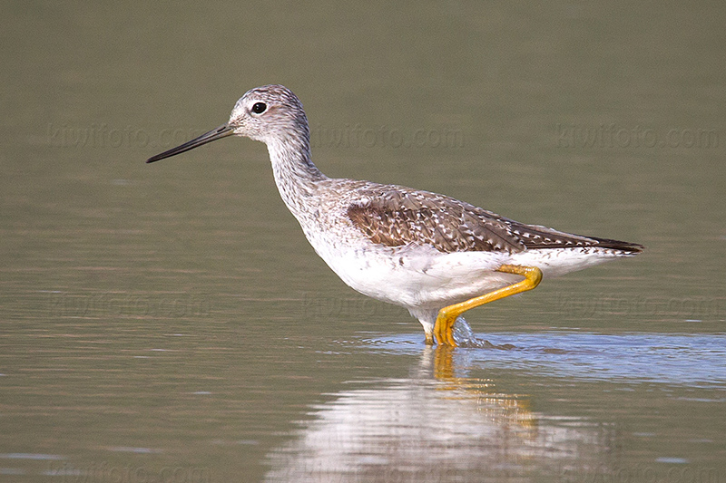 Greater Yellowlegs Image @ Kiwifoto.com