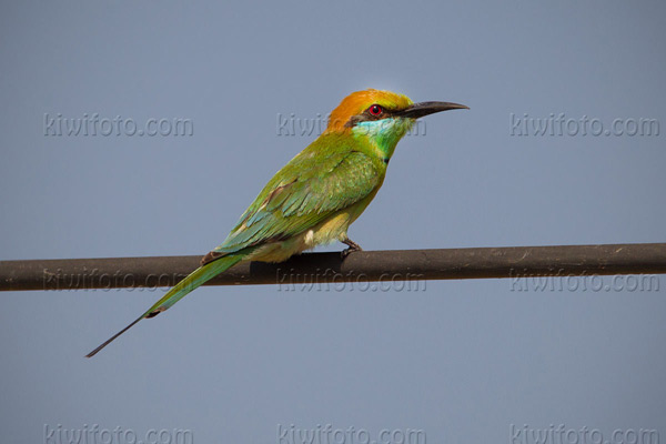 Green Bee-eater Photo @ Kiwifoto.com