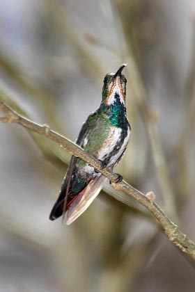 Green-breasted Mango Image @ Kiwifoto.com