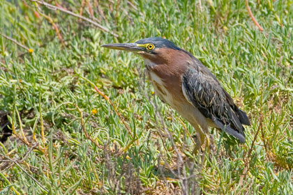 Green Heron Image @ Kiwifoto.com