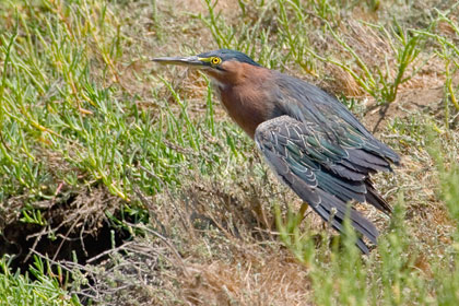 Green Heron Photo @ Kiwifoto.com