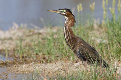 Green Heron Image @ Kiwifoto.com