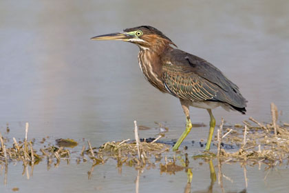 Green Heron Photo @ Kiwifoto.com