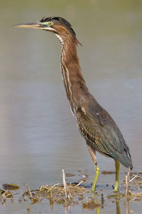 Green Heron Picture @ Kiwifoto.com