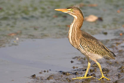 Green Heron Picture @ Kiwifoto.com
