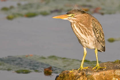 Green Heron Image @ Kiwifoto.com
