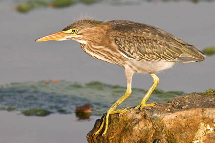 Green Heron Picture @ Kiwifoto.com