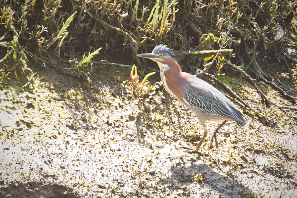 Green Heron Image @ Kiwifoto.com