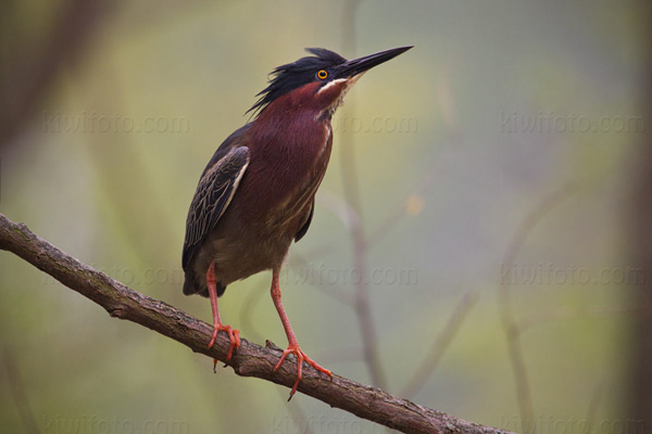 Green Heron Image @ Kiwifoto.com