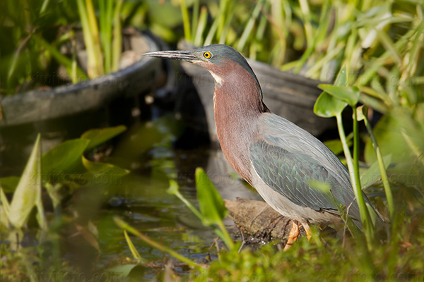 Green Heron Image @ Kiwifoto.com