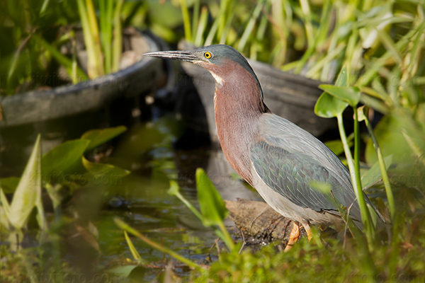 Green Heron Photo @ Kiwifoto.com