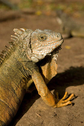 Green Iguana, Ecuador