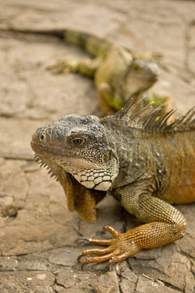 Green Iguana Photo @ Kiwifoto.com