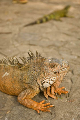 Green Iguana Picture @ Kiwifoto.com