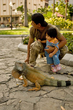 Green Iguana Image @ Kiwifoto.com