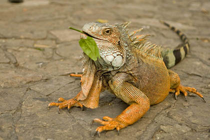 Green Iguana Image @ Kiwifoto.com