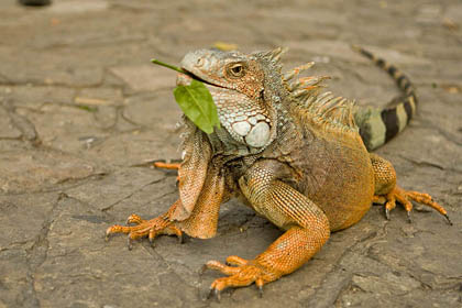 Green Iguana Photo @ Kiwifoto.com