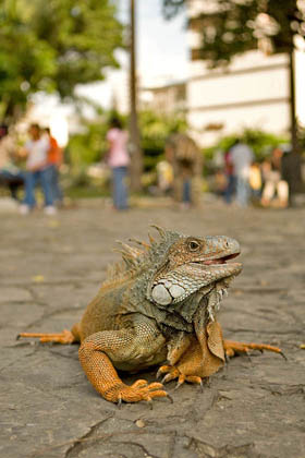 Green Iguana Picture @ Kiwifoto.com