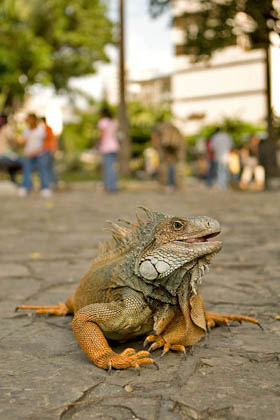 Green Iguana Image @ Kiwifoto.com