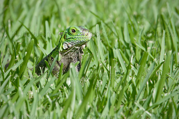 Green Iguana