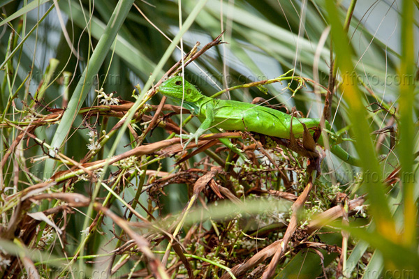 Green Iguana Picture @ Kiwifoto.com