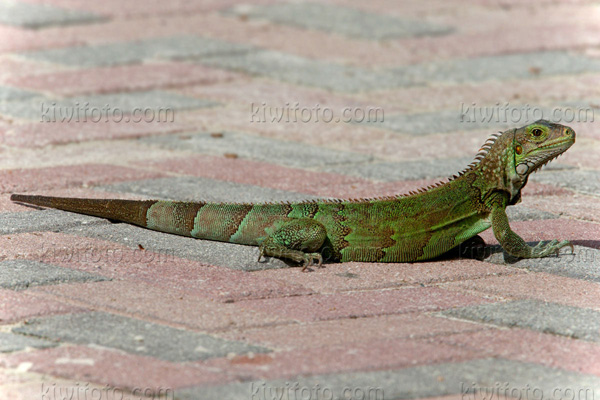 Green Iguana Image @ Kiwifoto.com