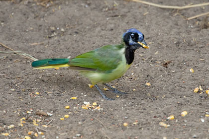 Green Jay Picture @ Kiwifoto.com