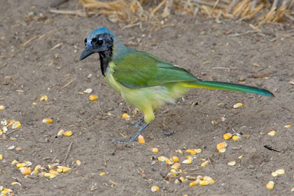 Green Jay Picture @ Kiwifoto.com