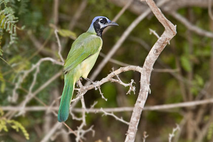 Green Jay Picture @ Kiwifoto.com