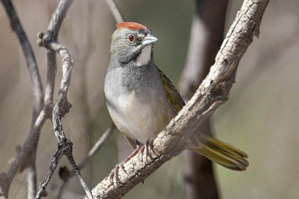 Green-tailed Towhee Picture @ Kiwifoto.com