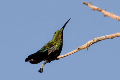 Green-throated Carib Photo @ Kiwifoto.com