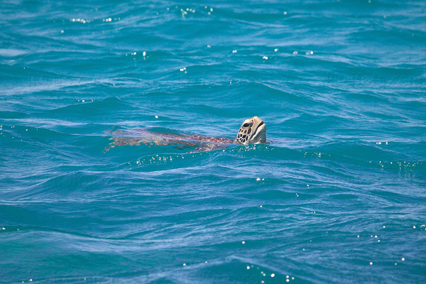 Green Turtle