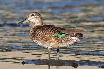 Green-winged Teal (A.c. carolinensis)