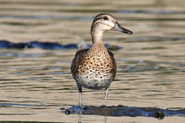 Green-winged Teal (A.c. carolinensis)