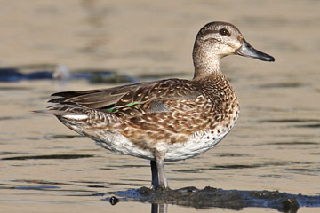 Green-winged Teal (A.c. carolinensis)