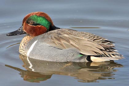 Green-winged Teal Photo @ Kiwifoto.com