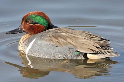 Green-winged Teal Picture @ Kiwifoto.com