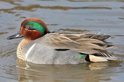 Green-winged Teal (A.c. carolinensis)