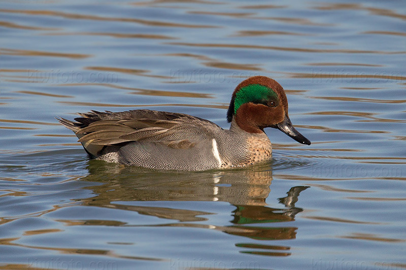 Green-winged Teal Photo @ Kiwifoto.com