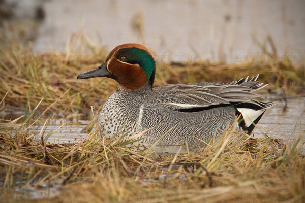 Green-winged Teal (A.c. carolinensis)