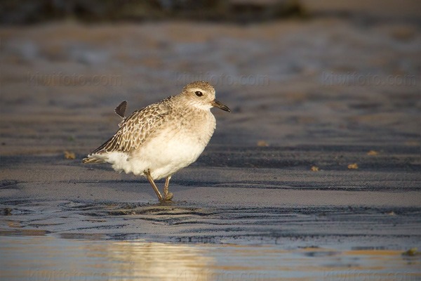 Grey Plover Image @ Kiwifoto.com