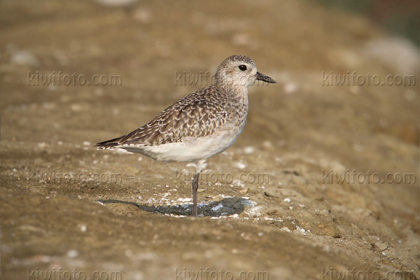 Grey Plover Image @ Kiwifoto.com