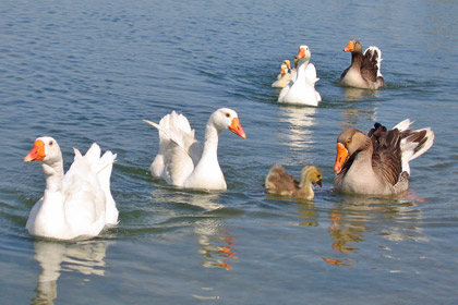 Greylag Goose Image @ Kiwifoto.com