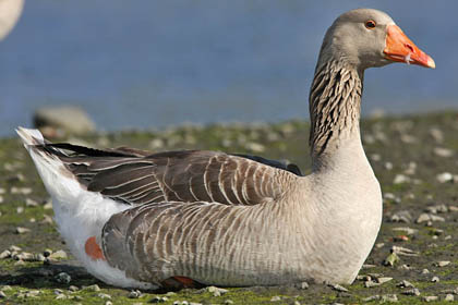 Greylag Goose Image @ Kiwifoto.com