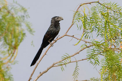 Groove-billed Ani Photo @ Kiwifoto.com