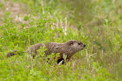 Groundhog Picture @ Kiwifoto.com