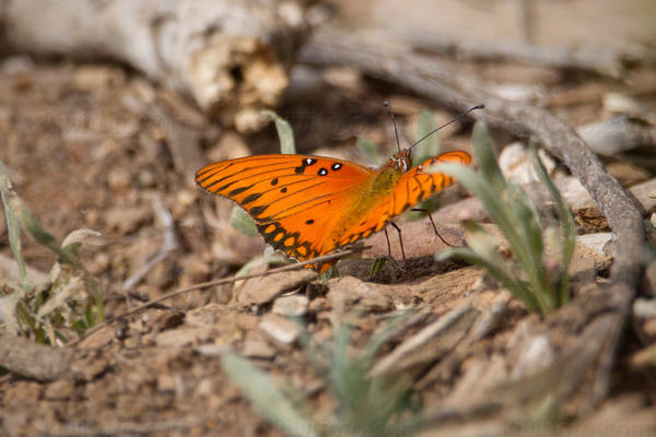 Gulf Fritillary Image @ Kiwifoto.com